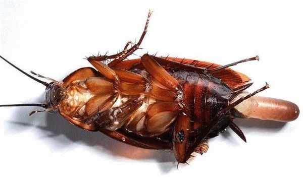 Основные способы борьбы с тараканами в Боре