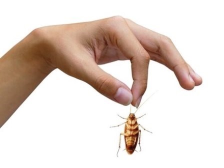 История возникновения тараканов на планете Земля