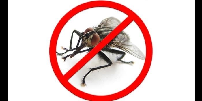 Простые правила: как уберечь себя от мух?