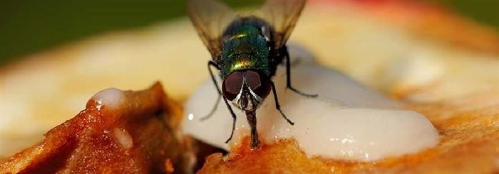 Липкая лента от мух: надежное и проверенное годами средство
