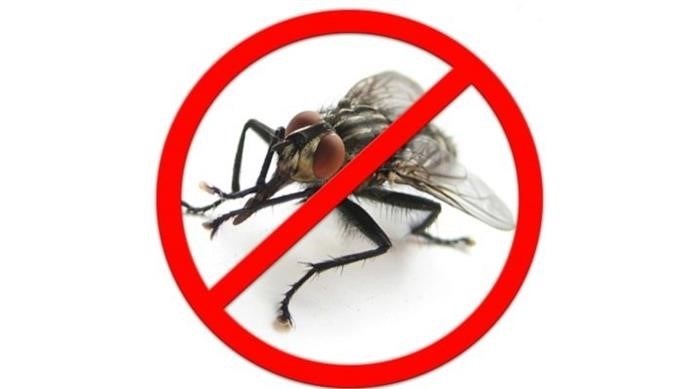 Вред мух: от дискомфорта до проблем со здоровьем