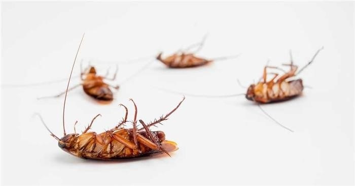 Оптимальные способы борьбы с тараканами в дополнение к полынью