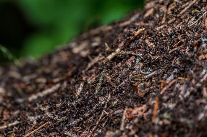 Муравейник, достигший впечатляющих размеров, номинируется на звание крупнейшего муравейника в мире