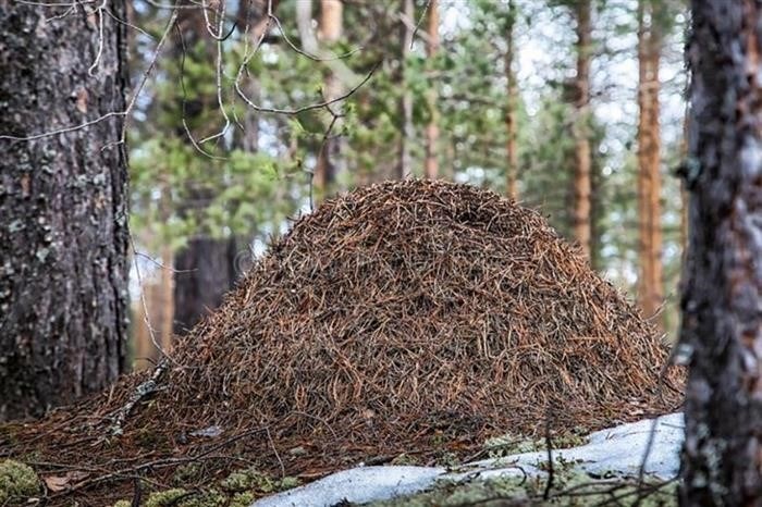 Самый обширный муравейник на территории России