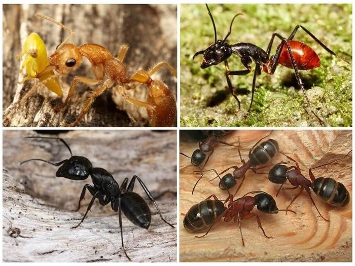 Какой размер самого большого муравейника в мире