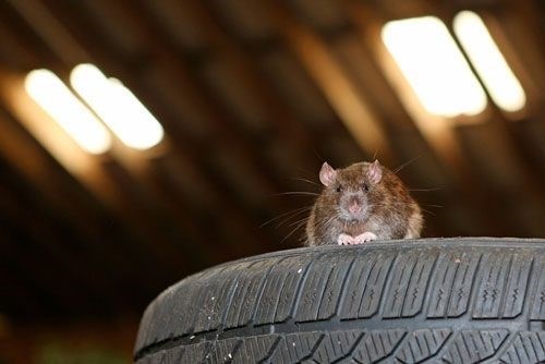 Откуда крысы появляются в машине