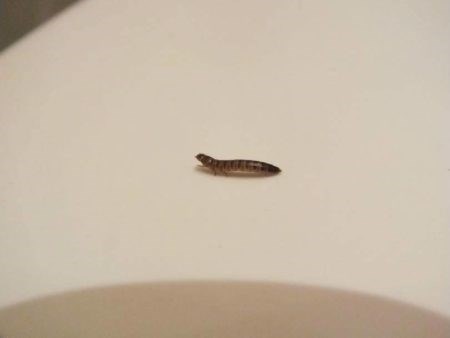 Причина появления насекомых в ванной комнате