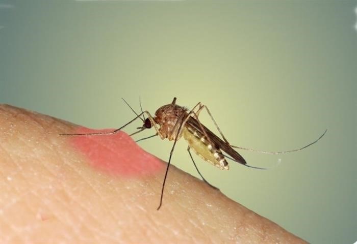 Зачем комарам нужна кровь?