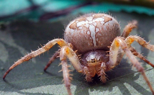 Внешний вид и особенности желтого крестовика паука