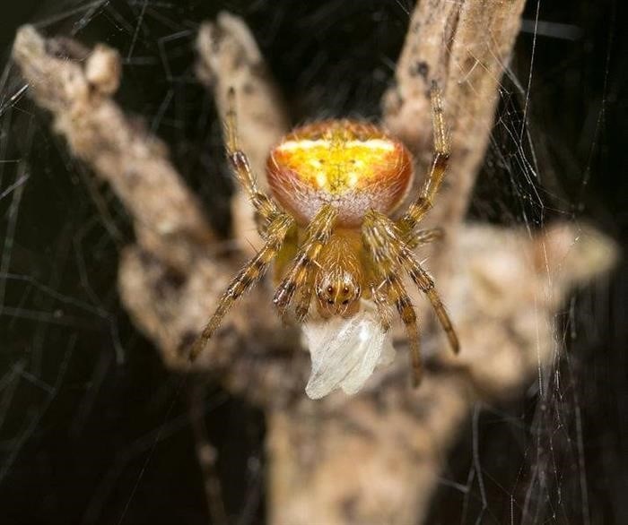 Происхождение вида и описание желтого крестовика паука