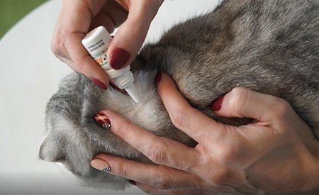 Комплексные препараты для борьбы с блохами у кошек