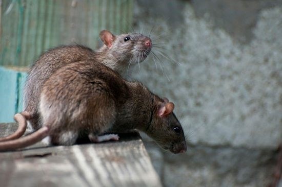 Несколько фактов об опасности крыс