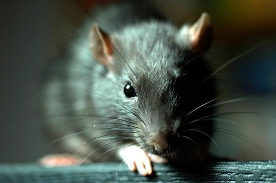 Современные методы борьбы с крысами
