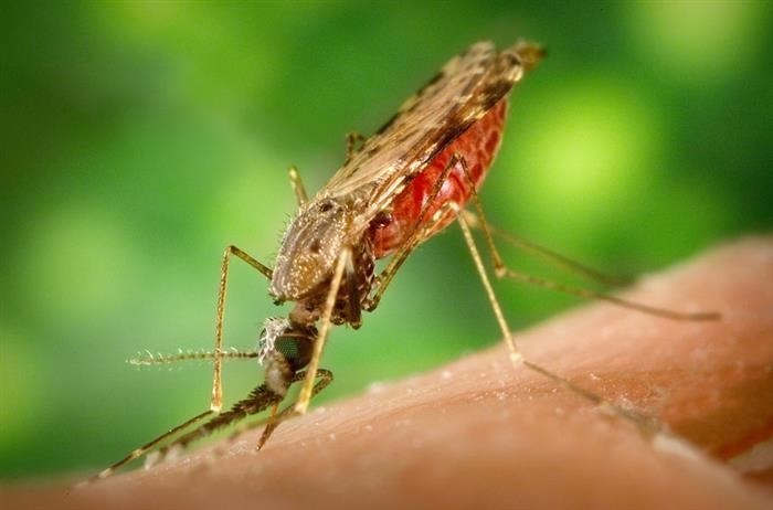Разница между обычным и малярийным комаром – описание и фото