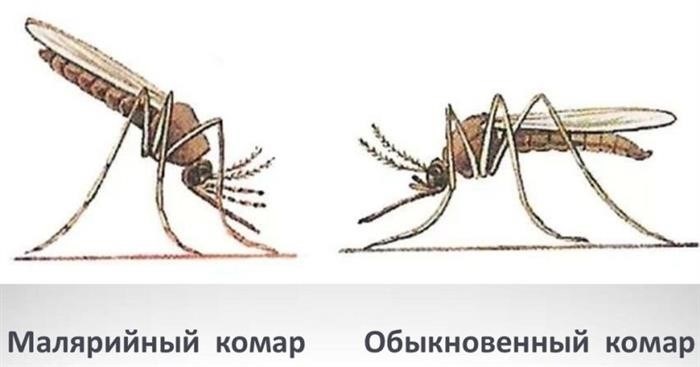 Как отличить малярийного комара от обычного