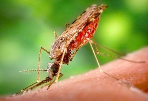 Отличия обыкновенного комара от малярийного