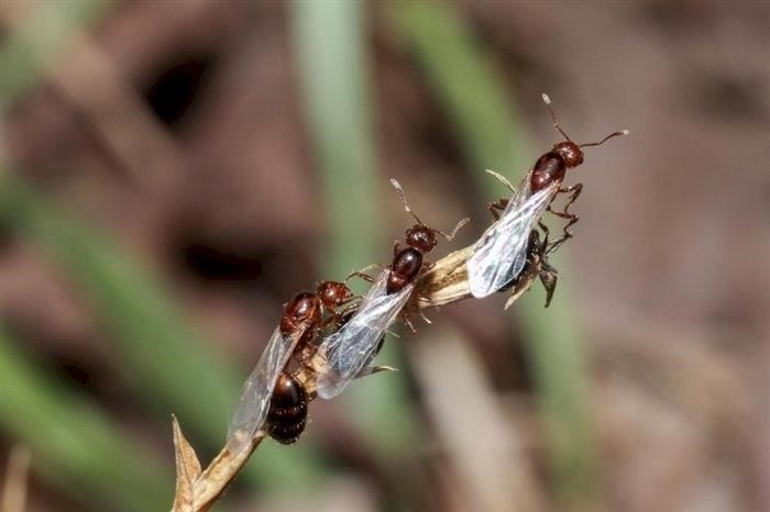 Уничтожение муравьиного гнезда