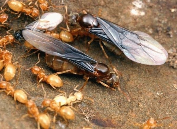 Вопрос – ответ о муравьях с крыльями в доме