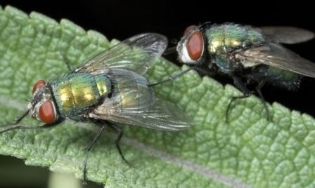 Самые распространенные разновидности мухи мясной зеленой
