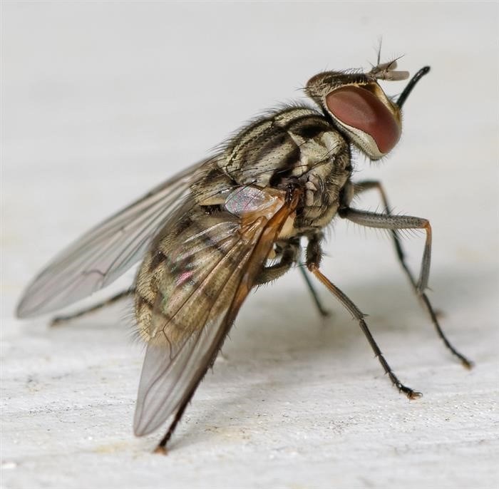 Вольфартова муха (Wohlfahrtia magnifica)
