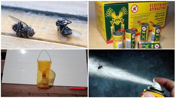 Откуда появляются мухи в квартире?