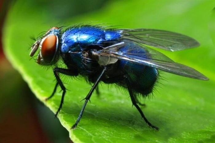 Борьба с мясными мухами: эффективные методы и рекомендации