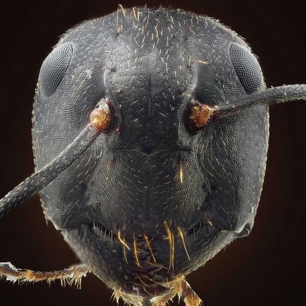 Структура тела муравья