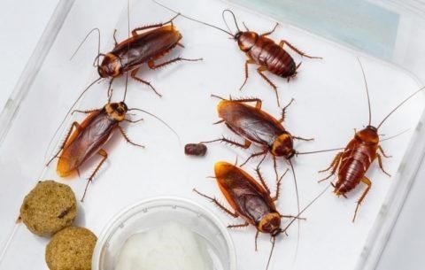 Тараканы: натуральный способ борьбы с водянкой