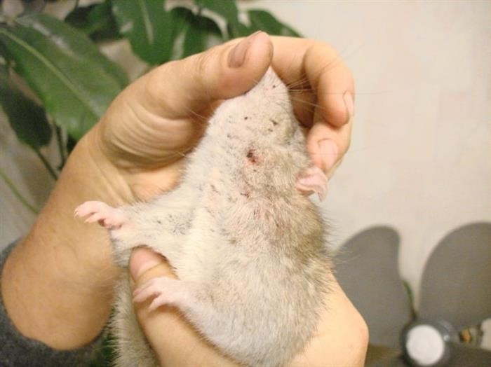 Как декоративная крыса может подхватить блох