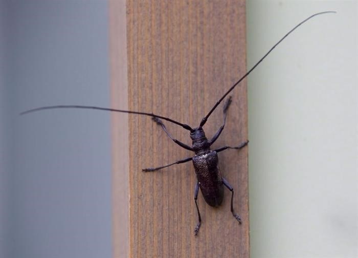 Виды жуков точильщиков и их особенности