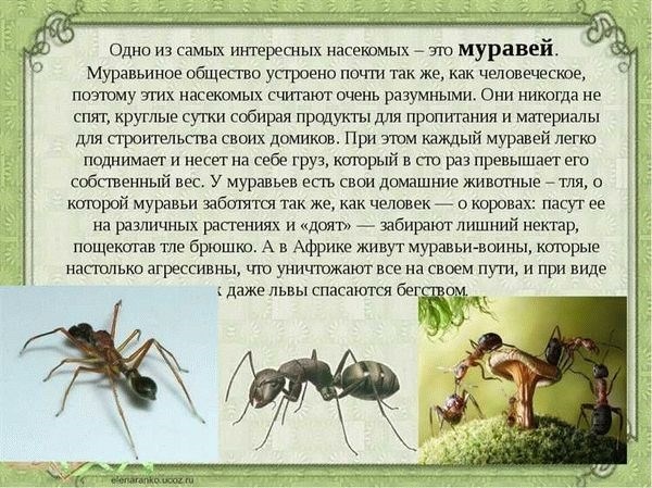 Какая жизнь устроена в муравейнике?