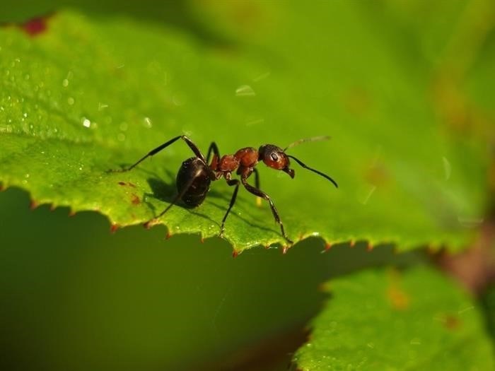 Социальная жизнь муравьев – как она устроена?