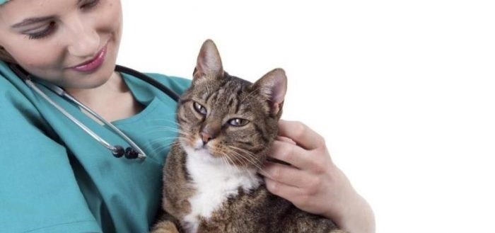 Лечение кошек от клещей в домашних условиях