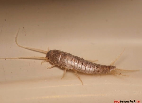 Виды насекомых в ванной и методы их устранения