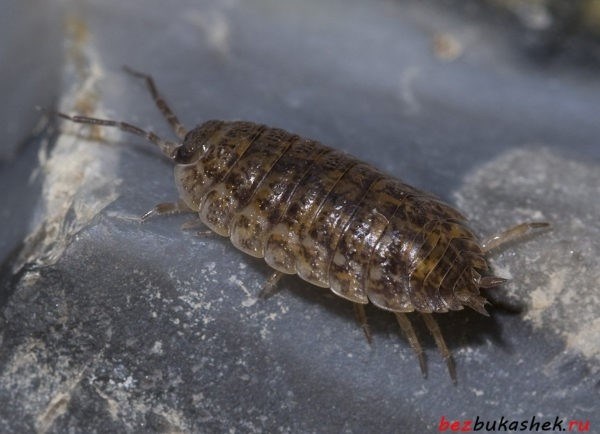 Опасность и вред от маленьких насекомых в ванной