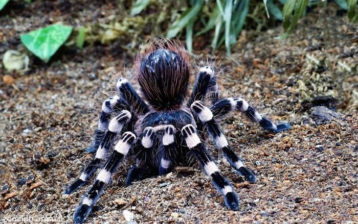 Маленький черно-белый паук: белоспинная садовая паутина