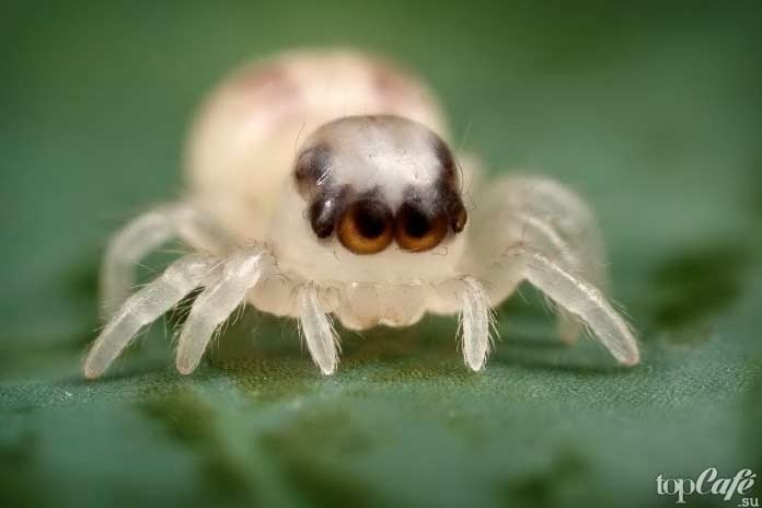Домовый паук: Tegenaria Domestica