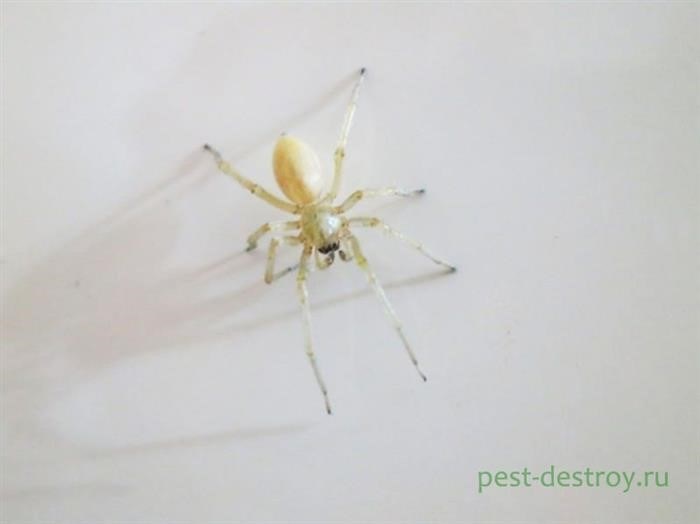 Опасность домашних пауков для человека