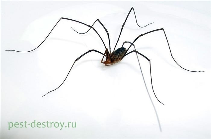 Нужно ли опасаться пауков?