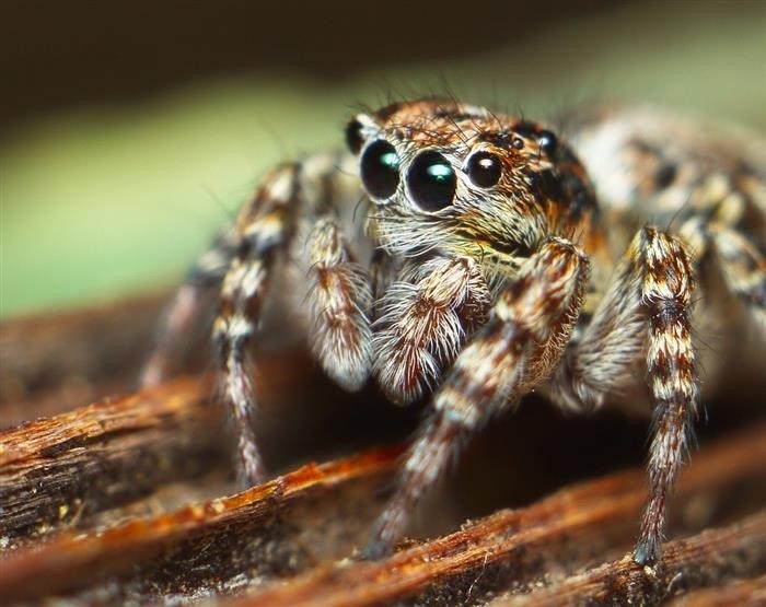 Почему пауки поселяются в домах?