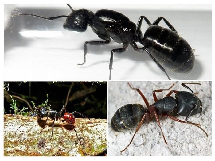 Диапазон размеров муравьев