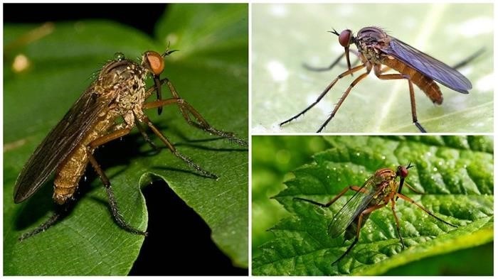 Большая навозная муха: особенности и вред