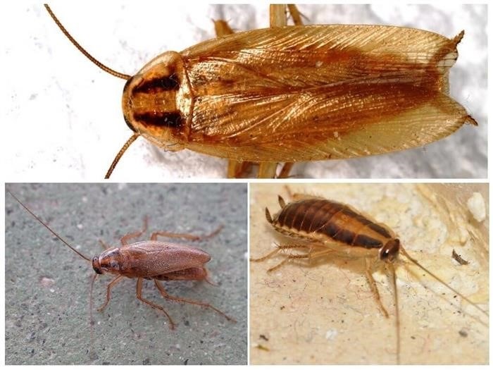 Секс в жизни тараканов: особенности и значение