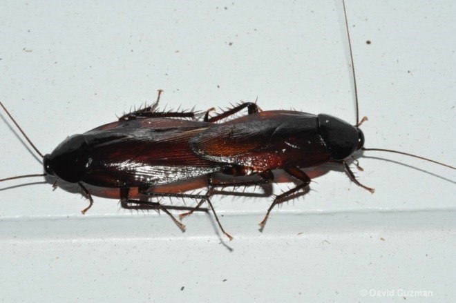 Интересные факты о размножении тараканов