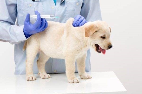 Осложнения после вакцинации собак против клещей