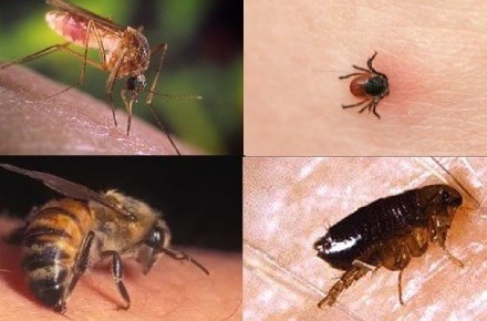 Укус осы или пчелы: что делать в домашних условиях