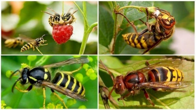 Польза и вред насекомого