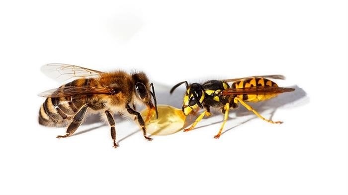 Внешний вид пчелы, осы, шмеля и шершня