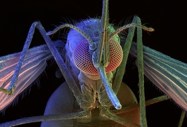 Факт № 2: У комаров есть жало