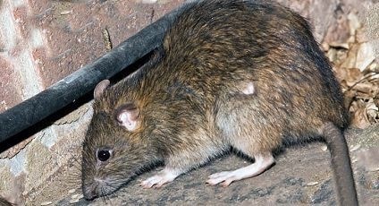 Какие виды крыс бывают?